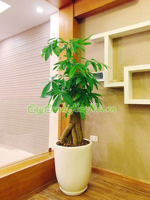 Cây kim ngân chúc mừng cho những dịp quan trọng