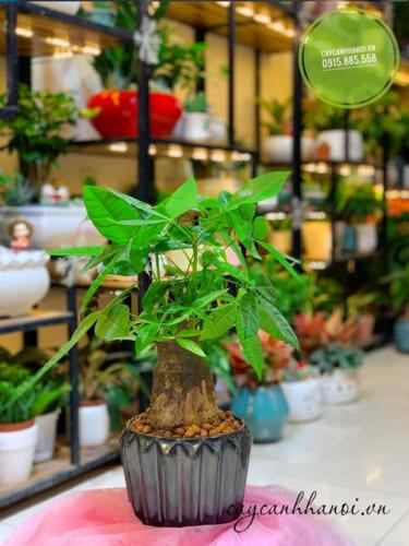 Cây kim ngân để bàn với chậu phù hợp mệnh