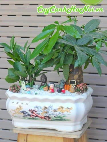 Cây kim ngân được đặt theo nguyên tắc phong thủy