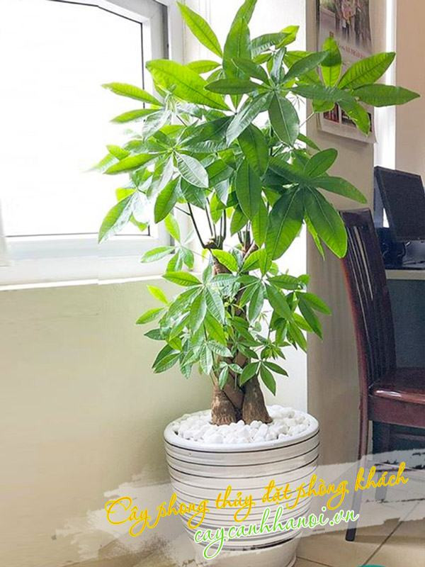 Cây kim ngân lớn trang trí phòng khách sang trọng