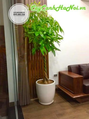 Cây kim ngân thắt bím ba thân tượng trưng Tam Tài