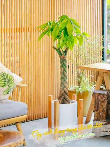 Cây kim ngân trồng trong nhà mang lại tài lộc cho gia chủ