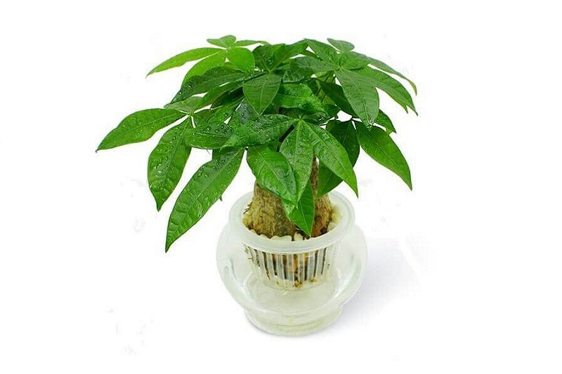 Cây lưỡi hổ, một lựa chọn cây phong thủy phù hợp cho người sinh năm 2006