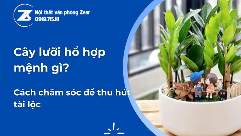 Cây lưỡi hổ trong chậu, đặt cạnh cửa sổ, mang ý nghĩa phong thủy tốt lành cho gia đình.