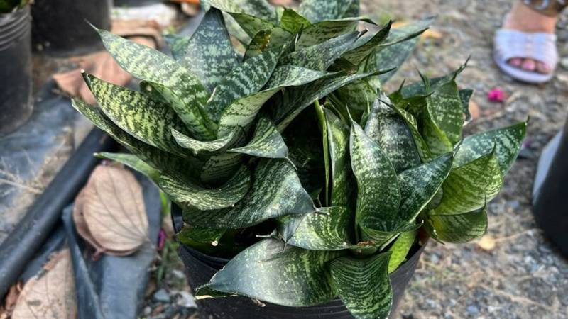 Cây lưỡi mèo trong không gian sống, mang lại lợi ích sức khỏe
