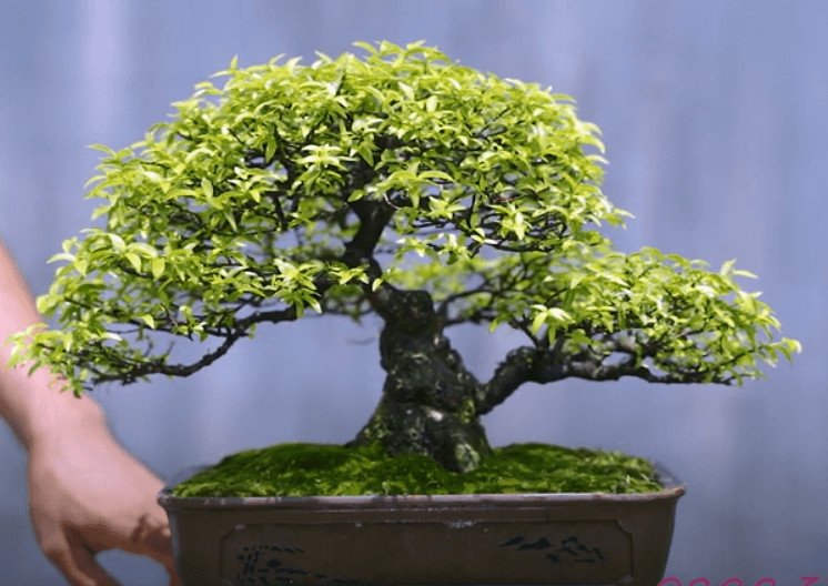 Cây mai chiếu thủy hợp với mệnh gì, tuổi gì?