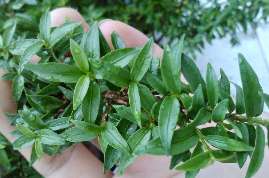 Cây mai chiếu thủy lá tứ