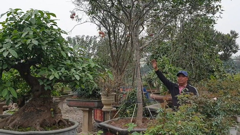 Cây mộc hương bonsai đẹp mắt
