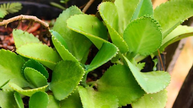 Cây sống đời mang ý nghĩa phong thủy tốt lành cho gia đình, thu hút tài lộc.
