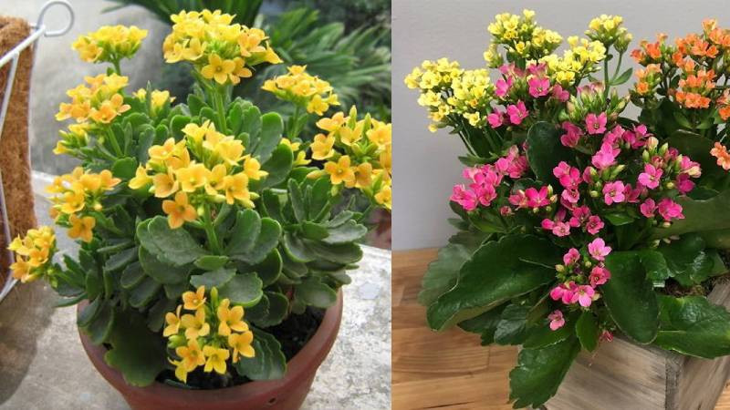 Cây sống đời với đặc điểm lá mọng nước và hoa rực rỡ, biểu tượng của sự bền bỉ.