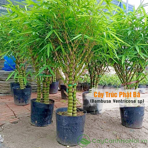 Cây trúc Phật Bà với thân đặc trưng uốn lượn