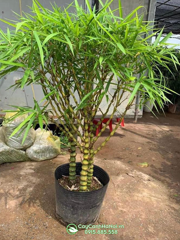 Cây trúc quan âm với vẻ đẹp thanh thoát