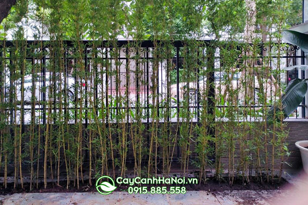 Cây trúc quân tử trong phong thủy