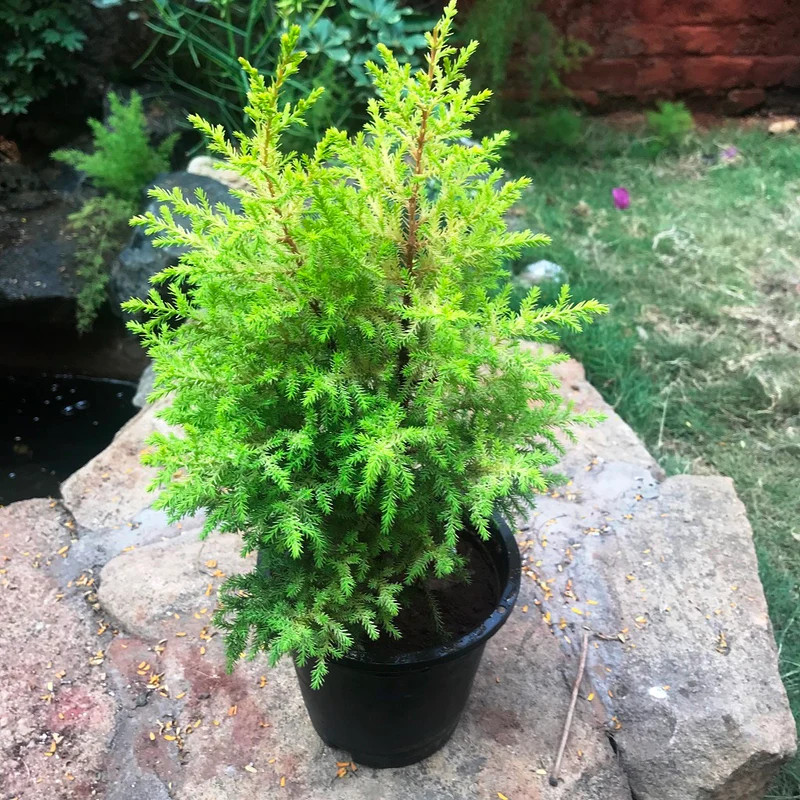 Cây tùng bồng lai cổ thụ dáng bonsai trị giá cao, thể hiện sự trường tồn và thịnh vượng trong phong thủy nhà cửa.