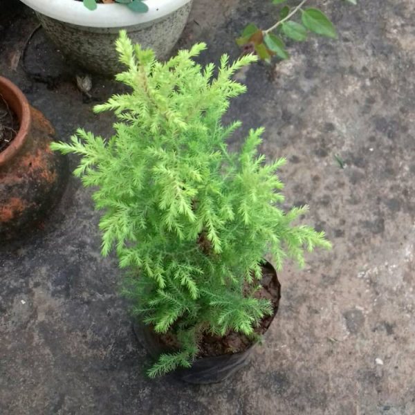 Cây tùng bồng lai dáng bonsai nhỏ, xanh tốt, biểu tượng phong thủy may mắn cho người hợp tuổi và mệnh.