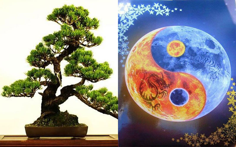 Cây tùng hợp mệnh Kim, Thủy, Thổ