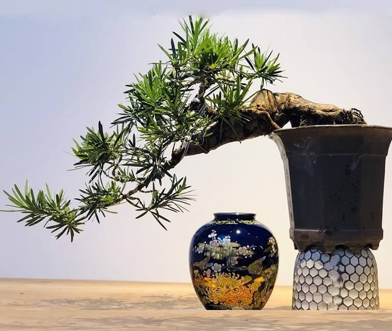 Cây Tùng La Hán để trong nhà được không
