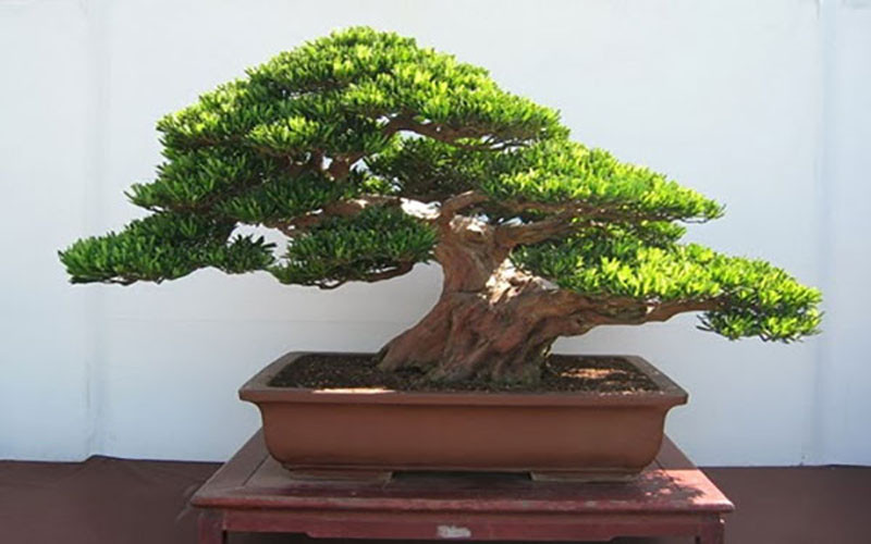 Cây tùng phong thủy mang lại bình an
