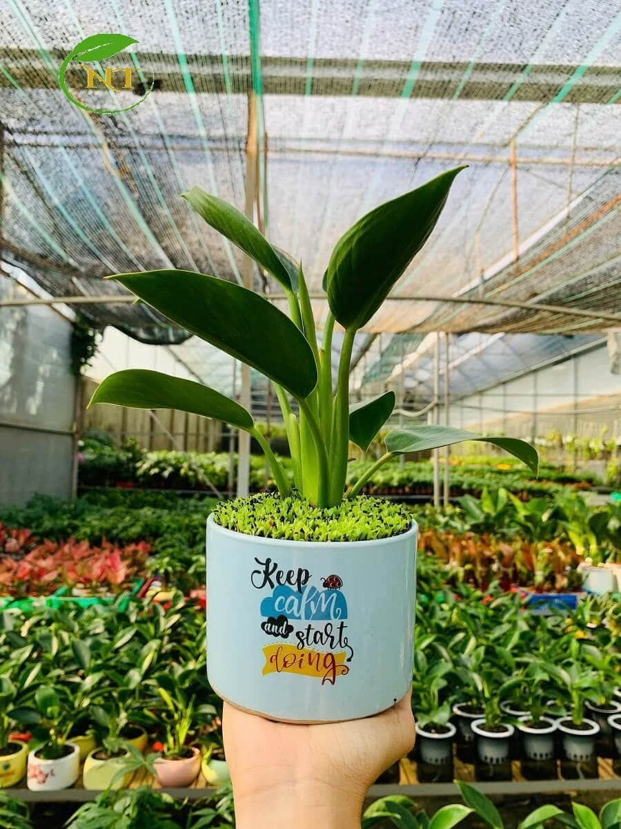 Chậu cây Đế vương xanh trụ cao hoa văn nền cổ