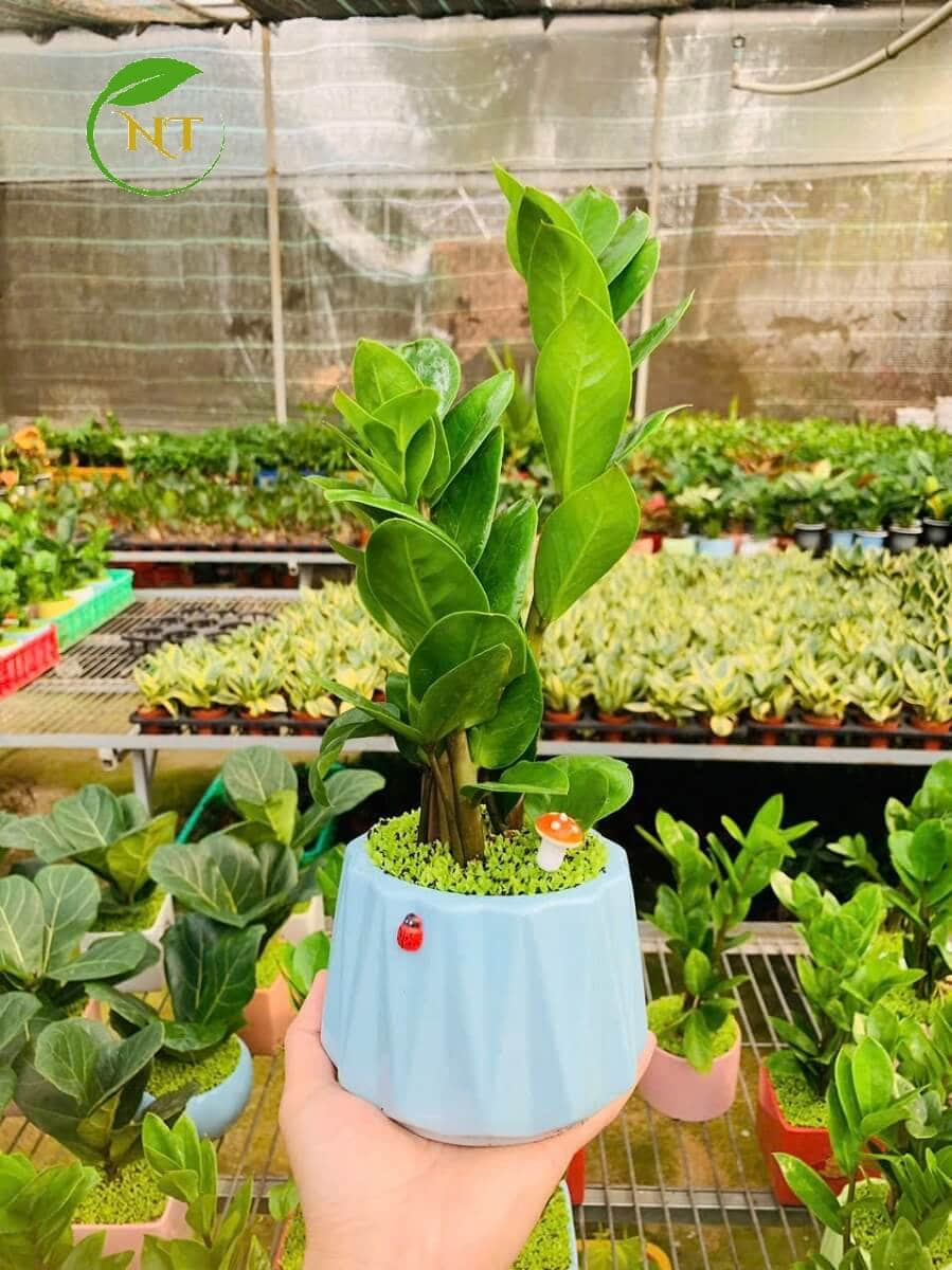 Chậu cây Kim tiền trụ kim cương nền cổ xanh dương