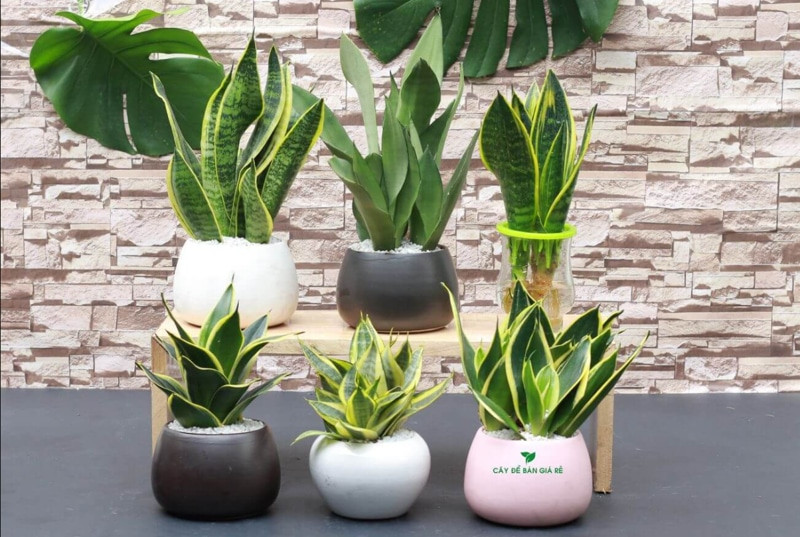 Chậu cây lưỡi hổ mini trang trí bàn làm việc, mang lại năng lượng tích cực và tài lộc cho người mệnh Kim, mệnh Thổ.