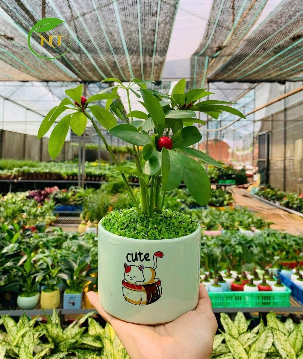 Chậu cây Ngũ gia bì trụ cao hoa văn nền cổ xanh lá