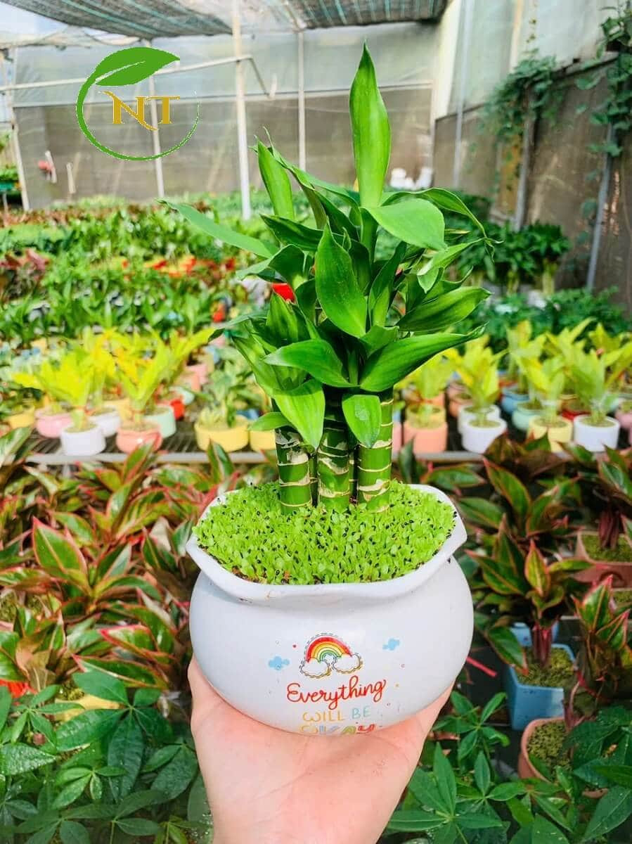 Chậu cây Trúc phát tài tròn miệng loe nền cổ