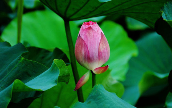 Chiêm tinh cung Bạch Dương và Kim Ngưu trong dự báo tử vi 23/5