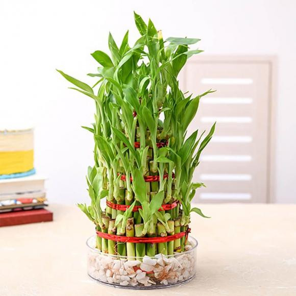 chọn số lượng cây trúc phát tài