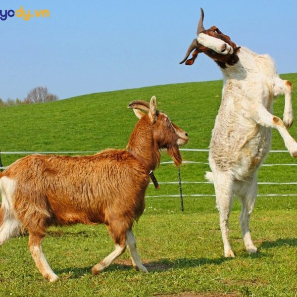 Con dê là tuổi gì trong 12 con giáp, hình ảnh dê trắng hiền lành