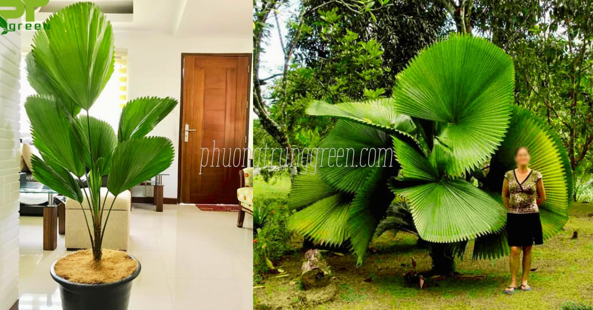 Công dụng của cây cọ Nhật trong trang trí và phong thủy