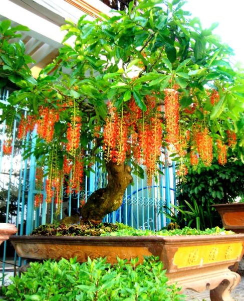 Đặc điểm cây lộc vừng nở hoa đỏ