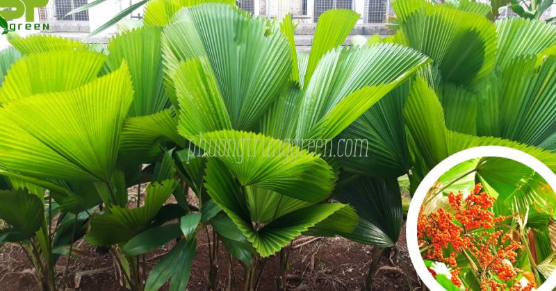 Đặc điểm hình thái cây cọ Nhật
