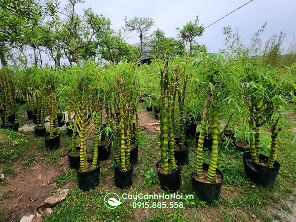 Đặc điểm thân cây trúc quan âm với các đốt phình