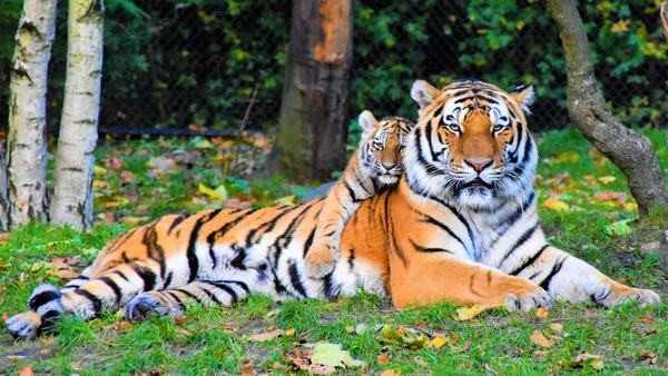 Dự đoán tử vi 20/11: Năng lượng tích cực cho cuộc sống