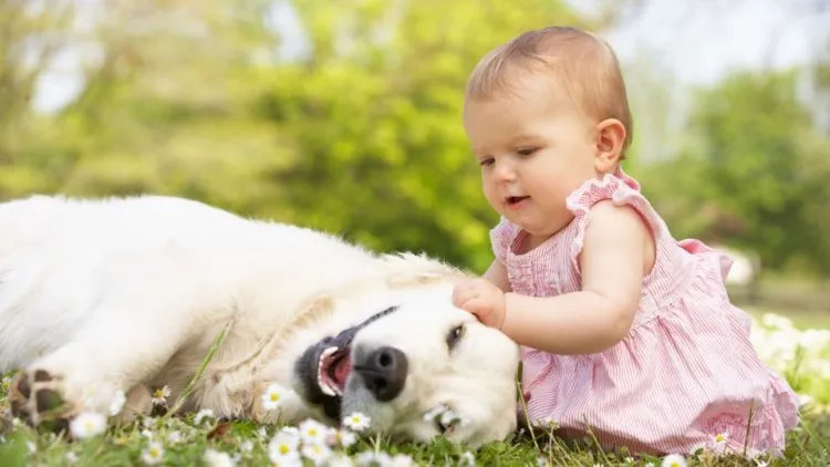 Em bé tuổi Mậu Tuất 2018 với tính cách hồn nhiên, tương lai sáng lạn
