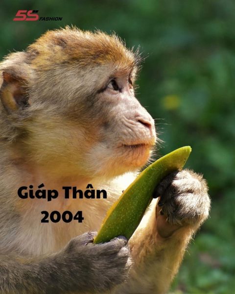 Giáp Thân 2004 là tuổi con Khỉ, mệnh Tuyển Trung Thủy
