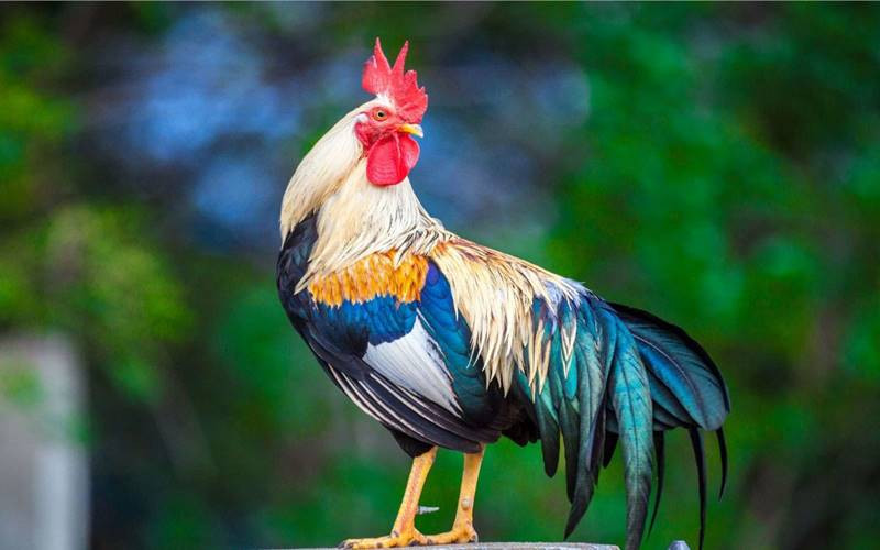 Gợi ý trang phục theo màu phong thủy cho người tuổi Dậu