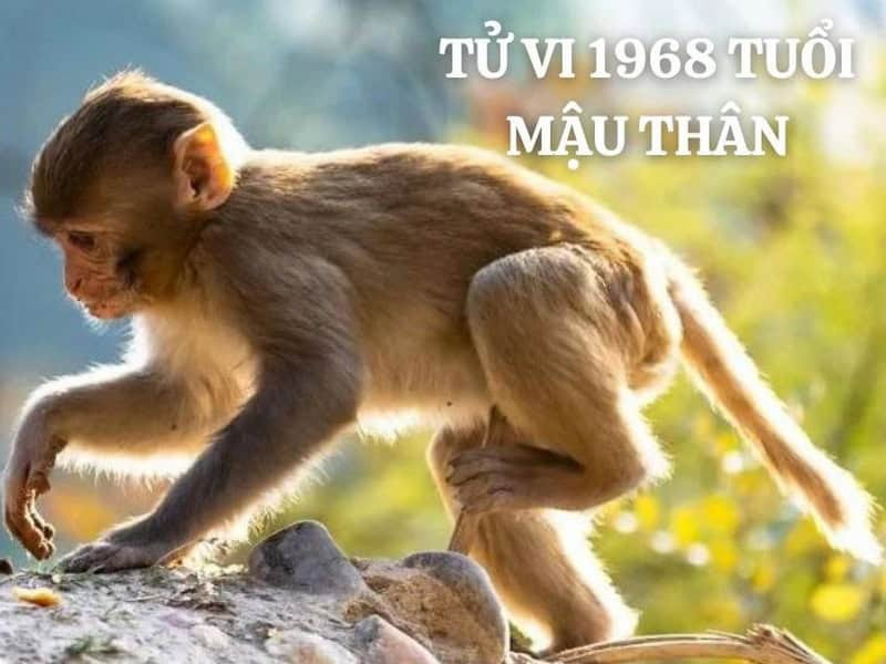 Hiểu về vận trình của tuổi 1968 để chuẩn bị tốt cho tương lai