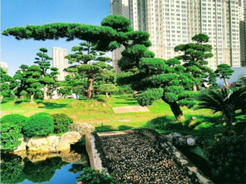 Hình ảnh cây tùng la hán bonsai thể hiện sự bền vững, phù hợp với người mệnh Kim, Thủy