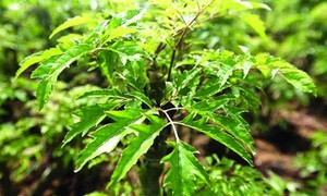 Hình ảnh chi tiết cây đinh lăng