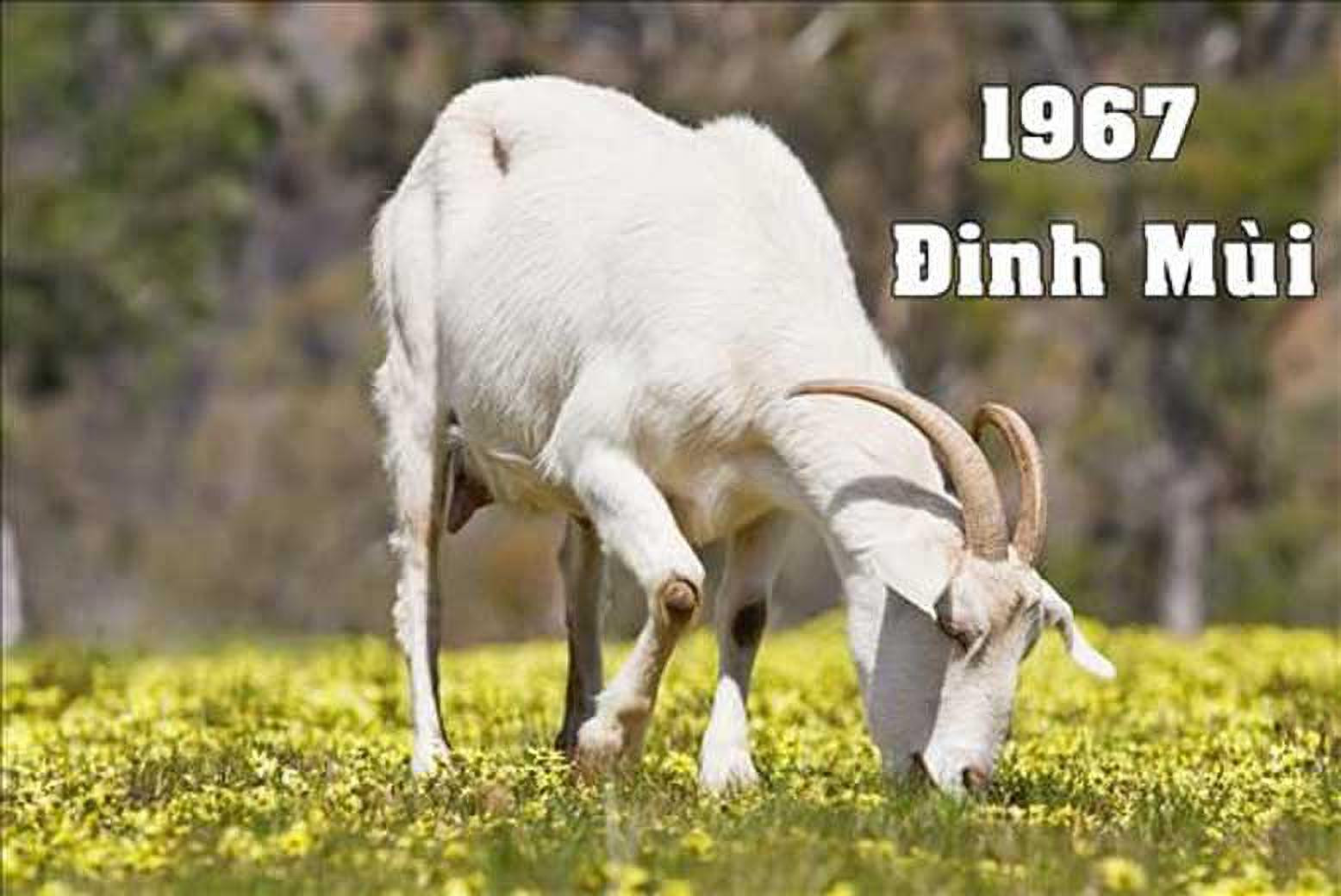 Hình ảnh con dê, con giáp của tuổi Đinh Mùi 1967, biểu tượng của sự hiền lành và tinh tế