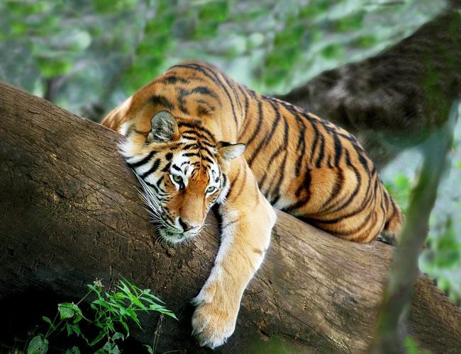 Hình ảnh minh họa tuổi Mậu Dần 1998, giúp bạn hiểu rõ hơn khi xem tử vi 1998.