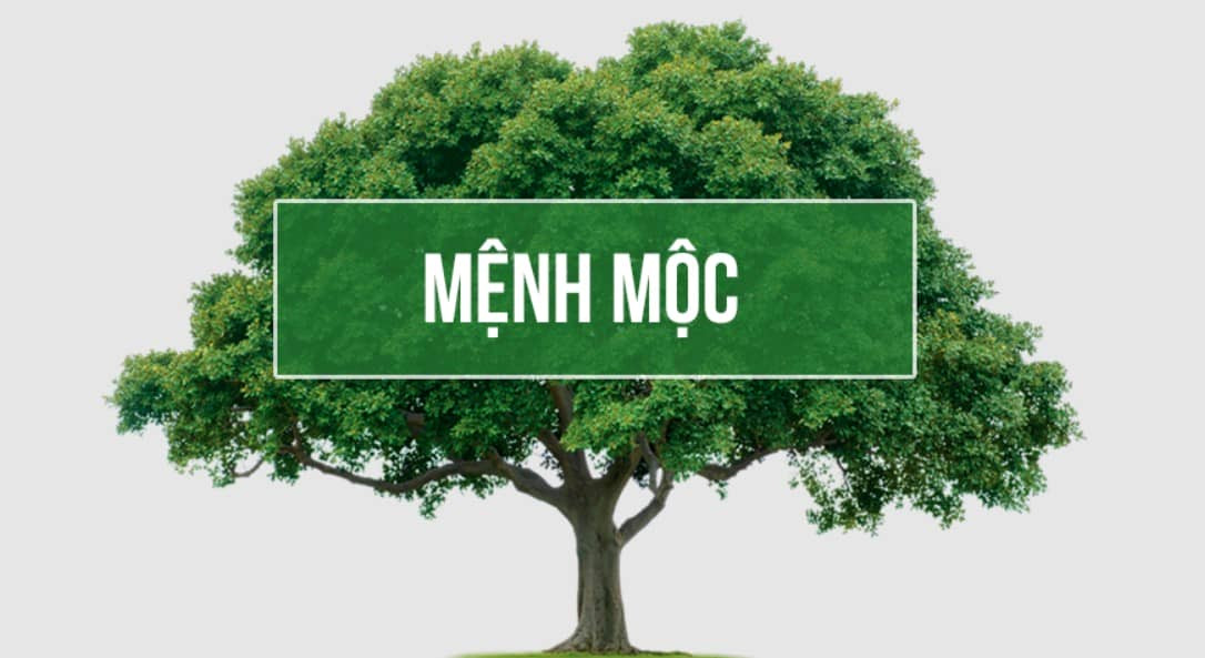 Hình ảnh một cây xanh tươi tốt tượng trưng cho mệnh Mộc