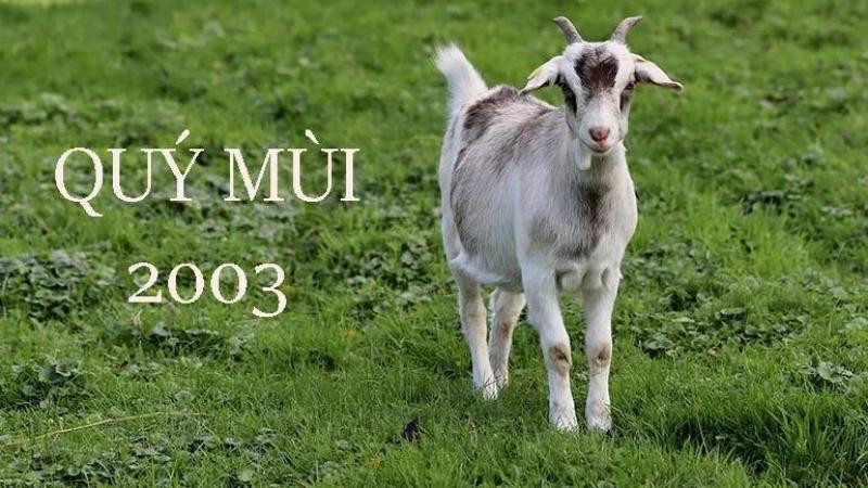 Hình ảnh người tuổi Quý Mùi 2003 thuộc mệnh Mộc Dương Liễu Mộc
