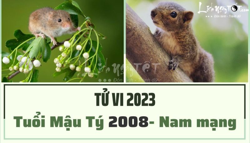 Hình ảnh tổng quan về tử vi tuổi Mậu Tý 2008 nam mạng năm 2023, minh họa các yếu tố phong thủy