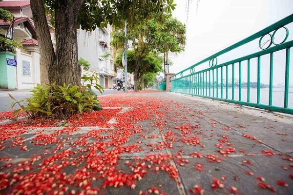 Kỹ thuật chăm sóc cây lộc vừng đúng cách