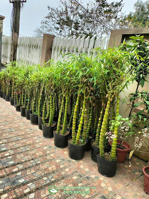 Kỹ thuật trồng và chăm sóc cây trúc Phật Bà