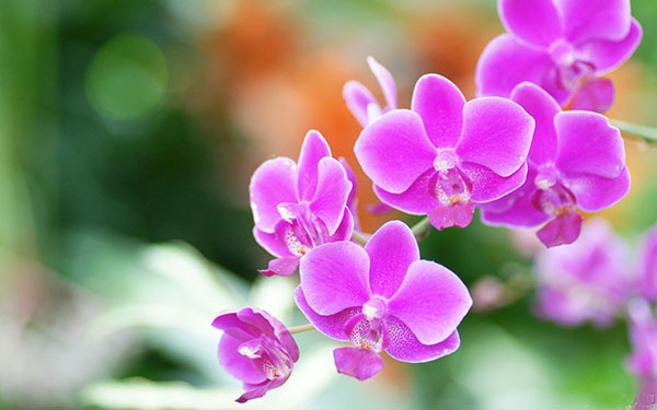 Một chậu hoa cúc vàng rực rỡ, tượng trưng cho sự may mắn, tài lộc và niềm vui, được đặt trang trọng, mang ý nghĩa tốt lành cho tử vi ngày 30 tháng 04.