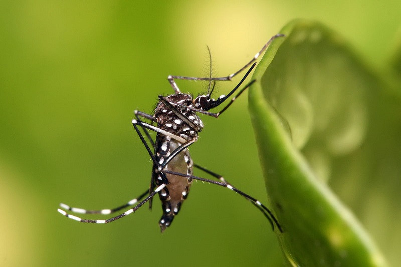 Muỗi Aedes aegypti đốt người truyền virus sốt xuất huyết
